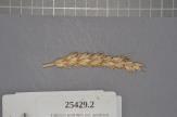 Click for 1 image(s) for this accession. Spike